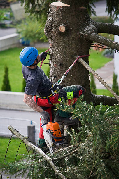 How Our Tree Care Process Works  in  Bonny Doon, CA